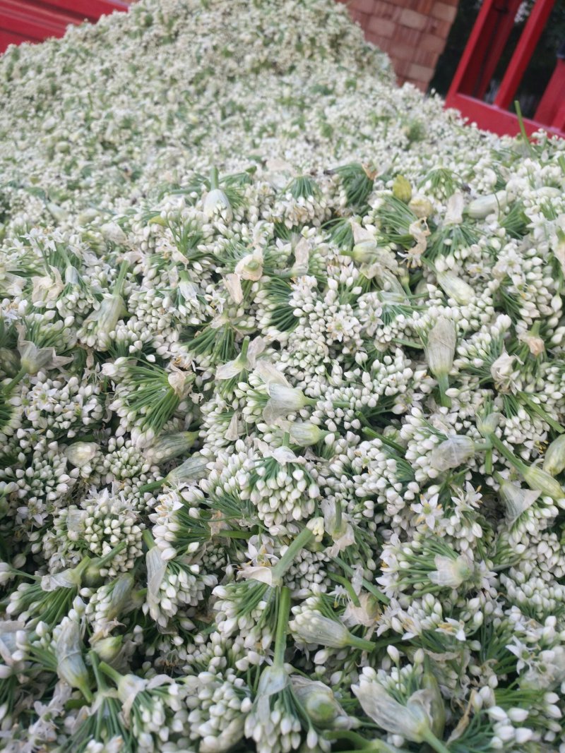 韭花