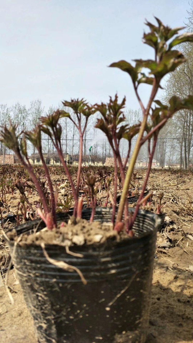 白芍芽，一次性投资，四年效益，投资少回报万元，