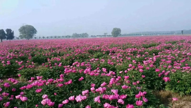 白芍芽，一次性投资，四年效益，投资少回报万元，