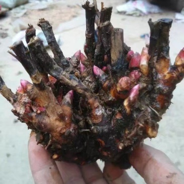 白芍芽，一次性投资，四年效益，投资少回报万元，