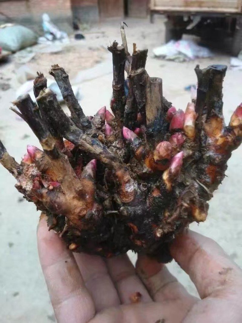 白芍芽，一次性投资，四年效益，投资少回报万元，