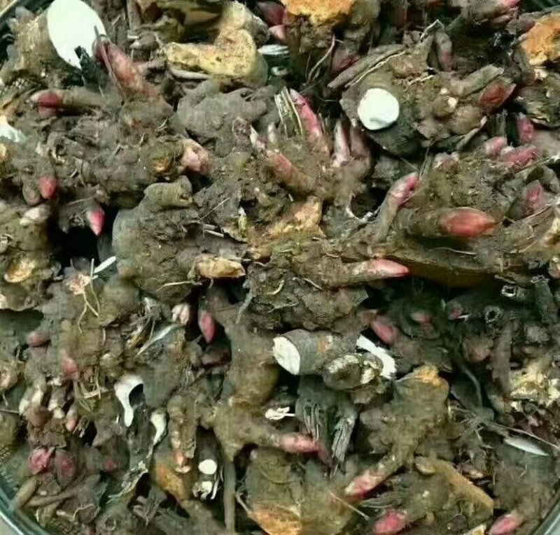 白芍芽，一次性投资，四年效益，投资少回报万元，