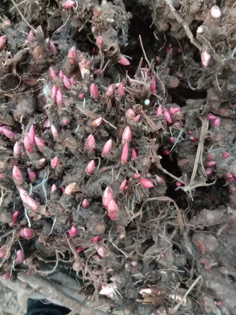 白芍芽，一次性投资，四年效益，投资少回报万元，