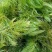 金鱼藻！农户价（数量足，价格优.质量好）欢迎各位老板采购