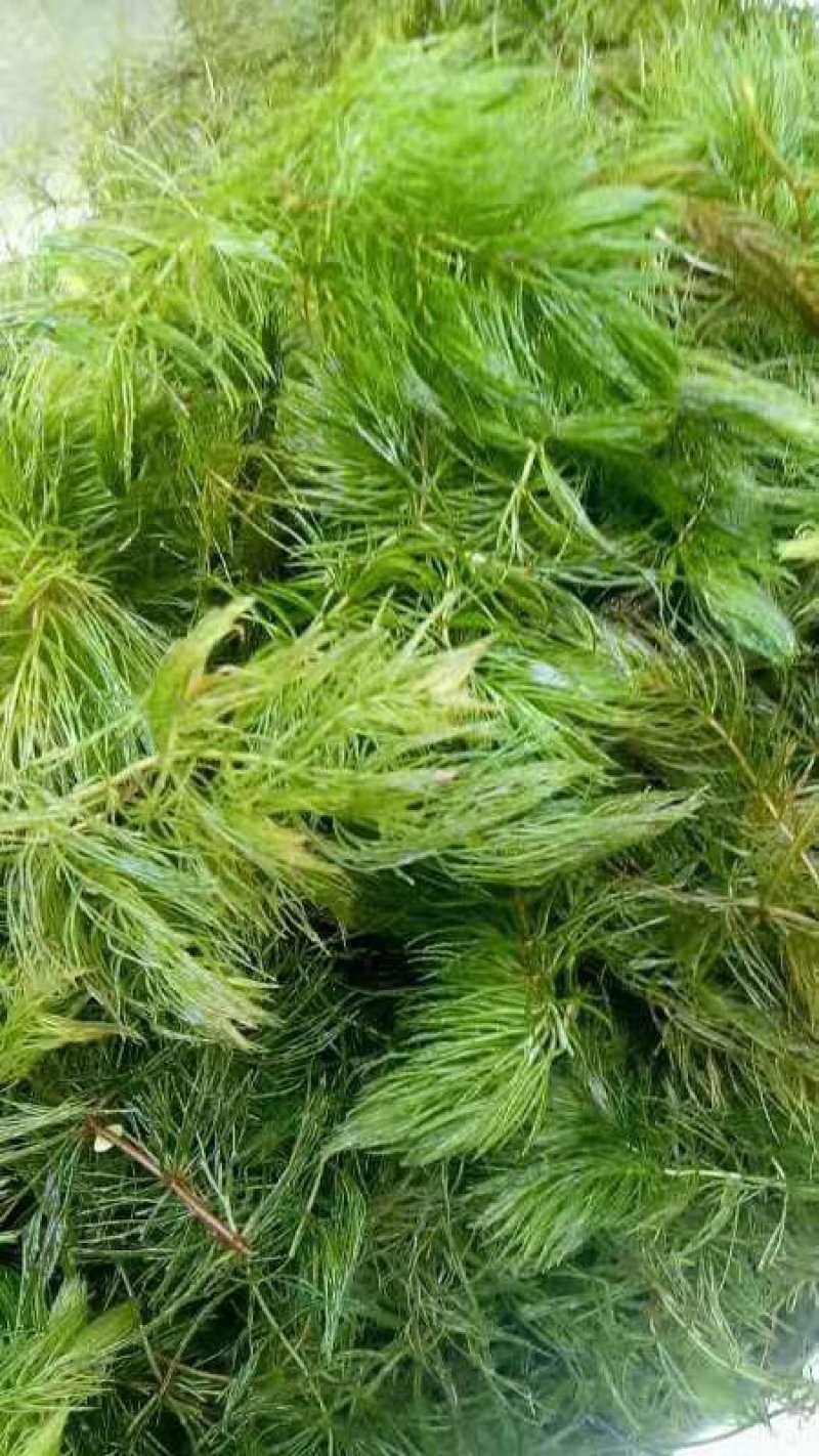 金鱼藻！农户价（数量足，价格优.质量好）欢迎各位老板采购