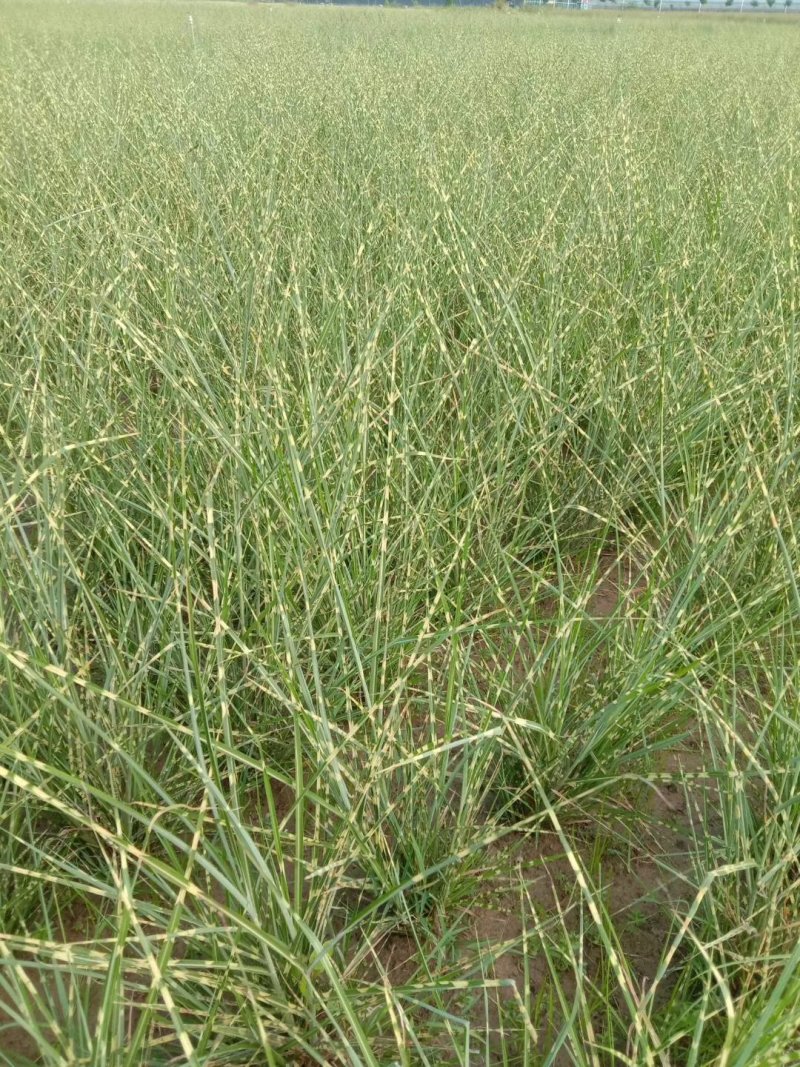 斑叶芒！农户价（数量足，价格优.质量好）欢迎各位老板采购