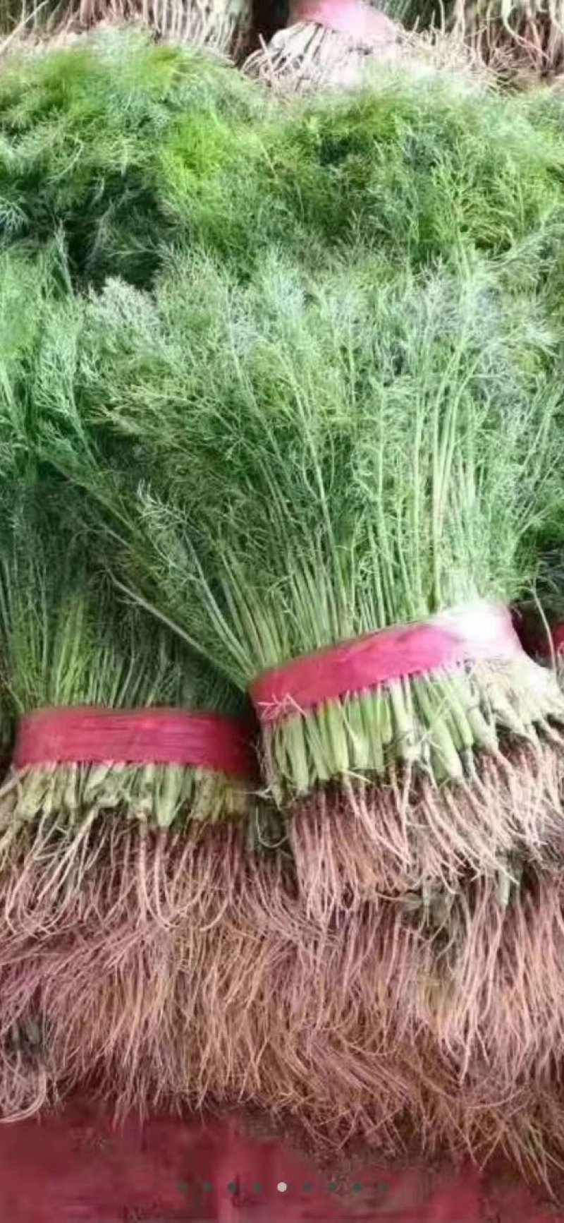 河北茴香货源充足保质保量价格实惠可提供视频看货
