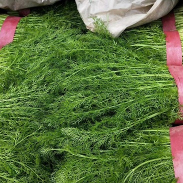 河北茴香货源充足保质保量价格实惠可提供视频看货