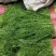 河北茴香货源充足保质保量价格实惠可提供视频看货