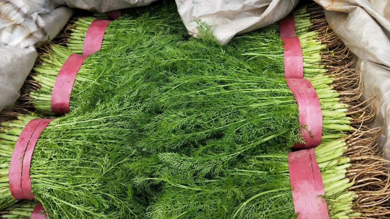 河北茴香货源充足保质保量价格实惠可提供视频看货