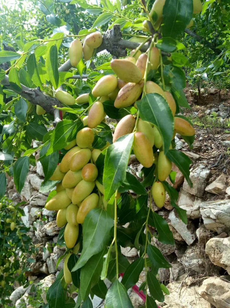 马牙枣