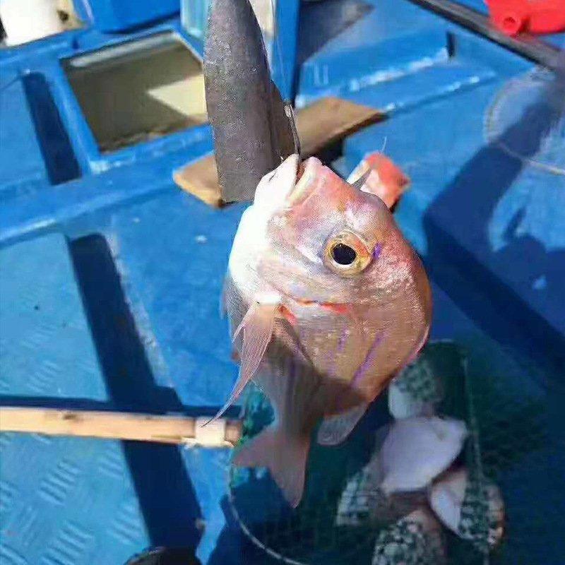 赤鯮鱼红立鱼真鲷鱼