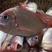赤鯮鱼红立鱼真鲷鱼