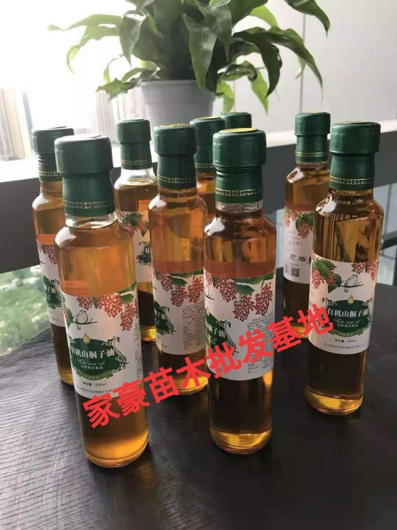 毛叶山桐子苗基地现挖现发，根系好，