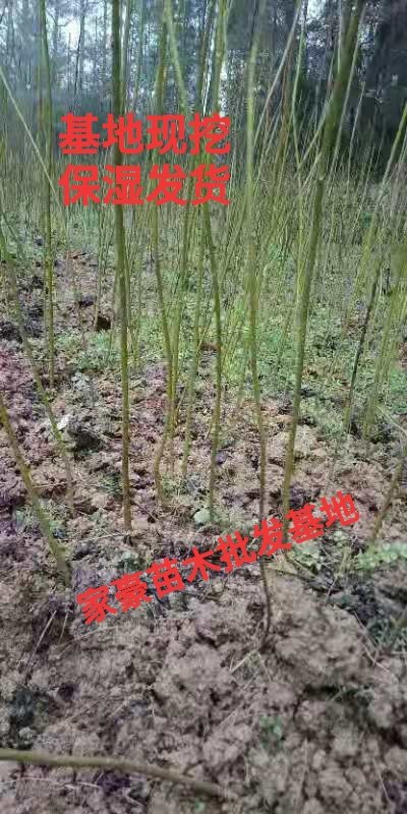 毛叶山桐子苗基地现挖现发，根系好，