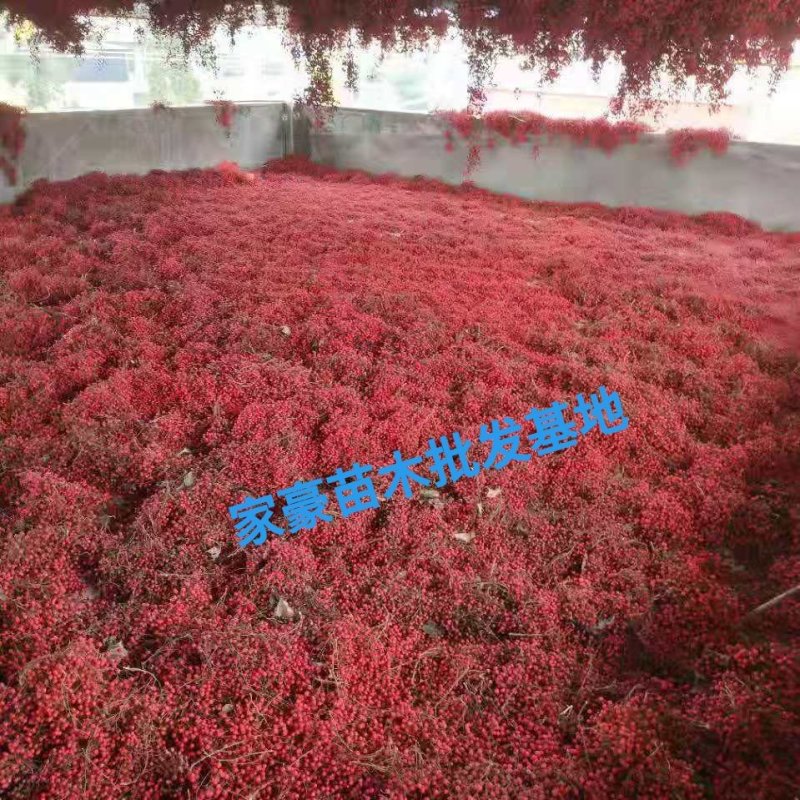 毛叶山桐子苗基地现挖现发，根系好，