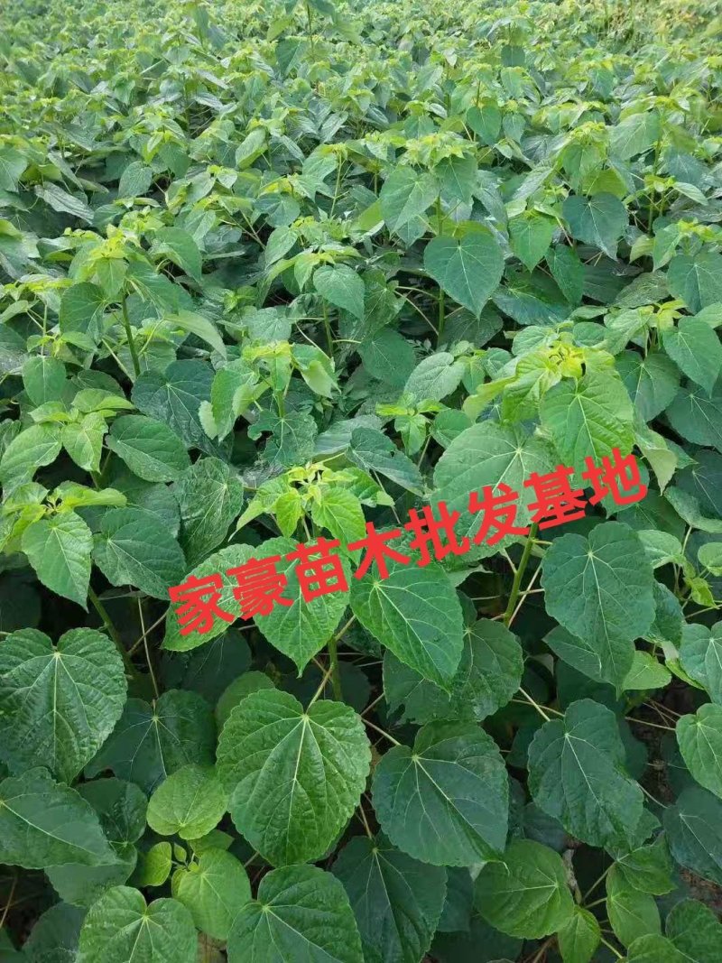 毛叶山桐子苗基地现挖现发，根系好，
