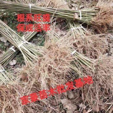 毛叶山桐子苗基地现挖现发，根系好，