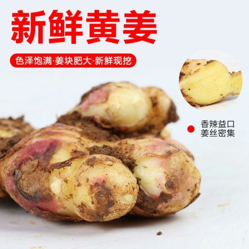 贵州安顺高山二黄姜工厂市场电商产地直发