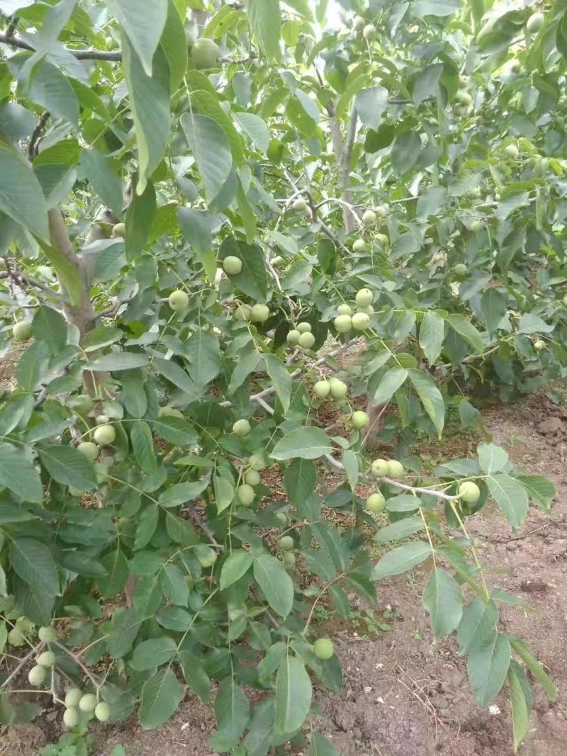 青皮核桃