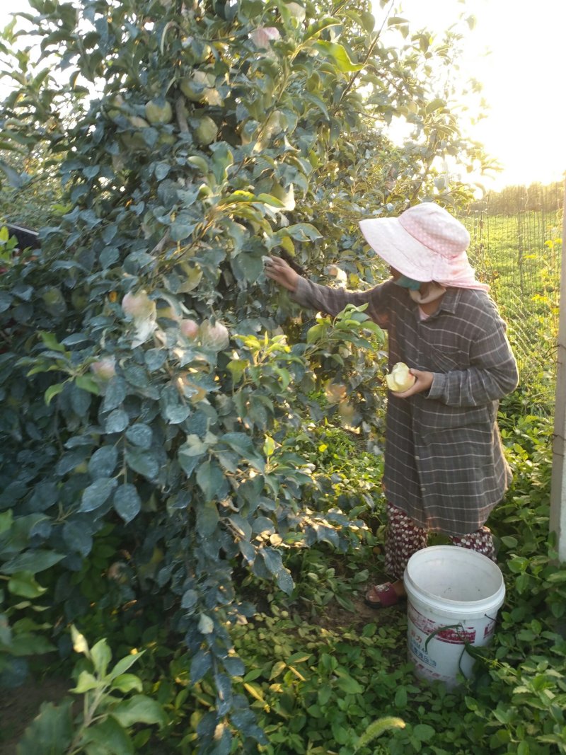 红露苹果片红3两以上甜脆微酸