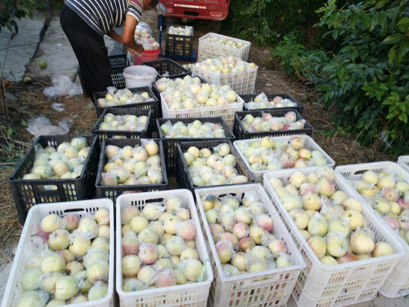 红露苹果片红3两以上甜脆微酸