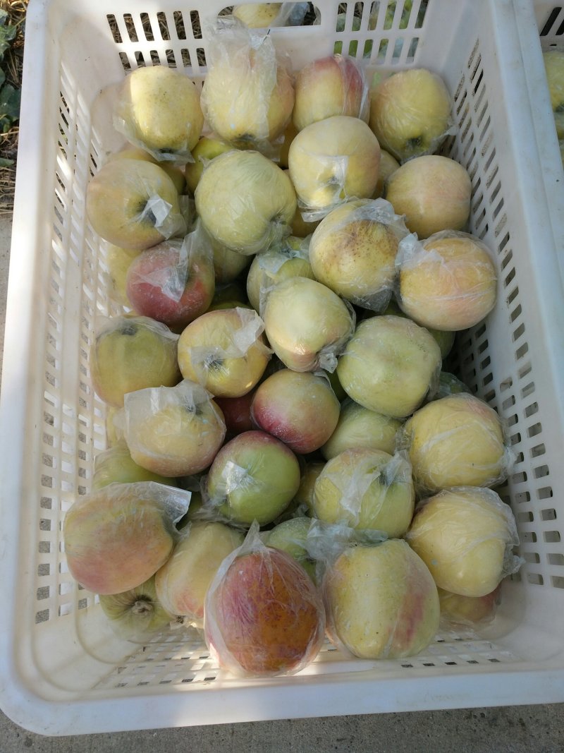 红露苹果片红3两以上甜脆微酸
