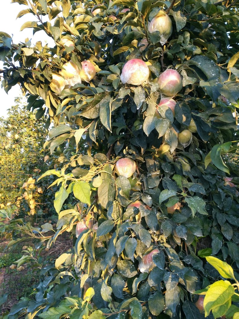 红露苹果片红3两以上甜脆微酸