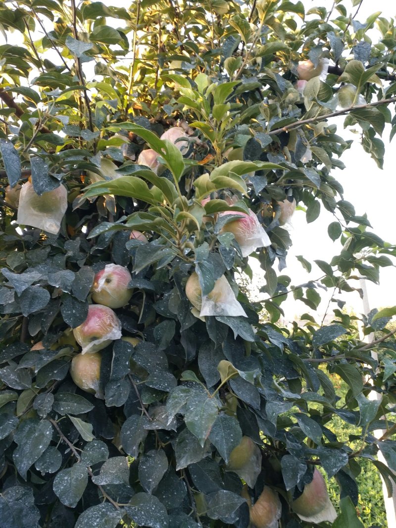 红露苹果片红3两以上甜脆微酸