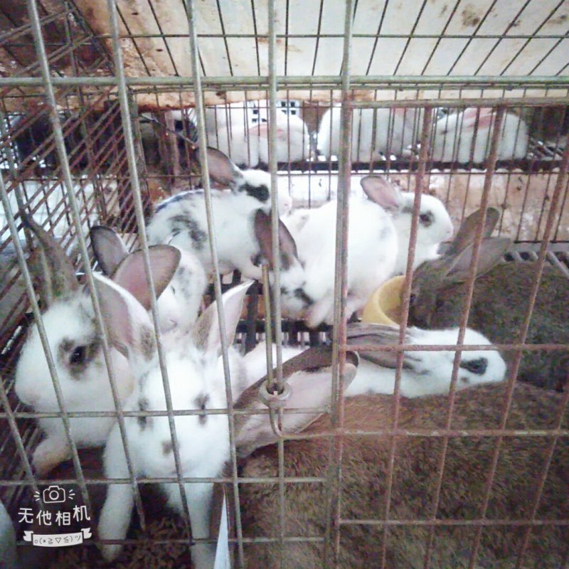 湖南长沙望城佳源兔业
