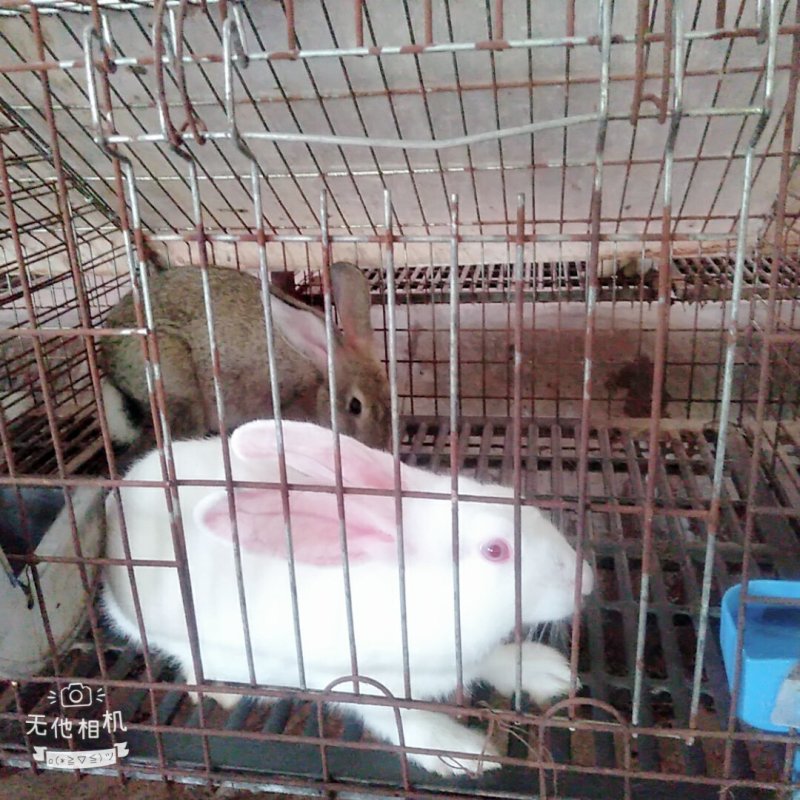 湖南长沙望城佳源兔业