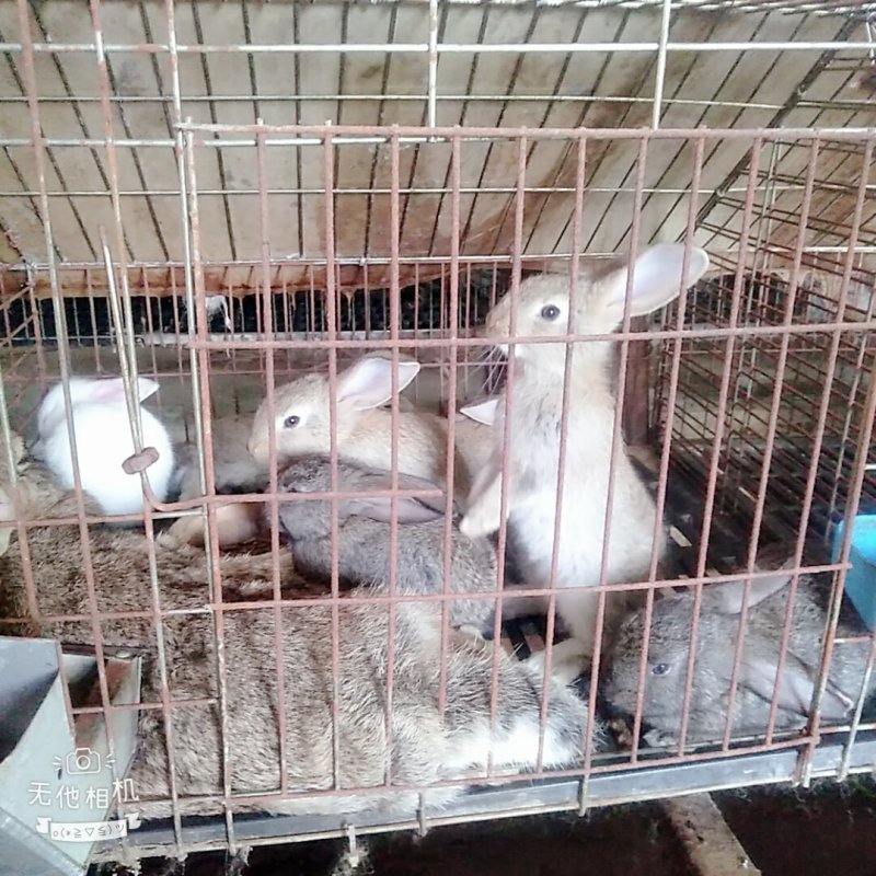 湖南长沙望城佳源兔业