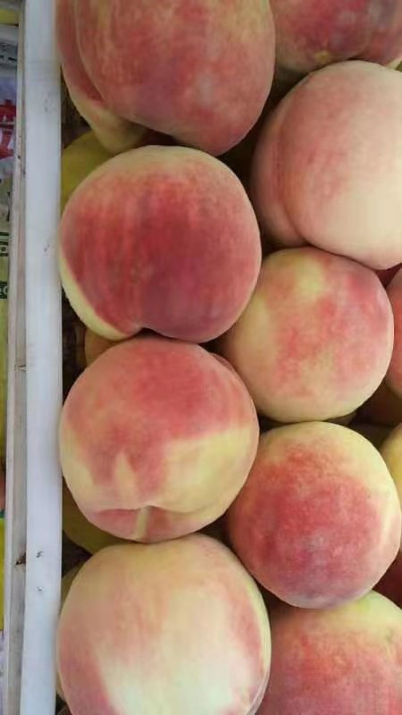 永莲蜜桃