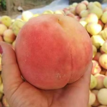 永莲蜜桃