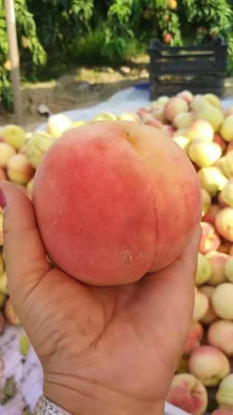 永莲蜜桃
