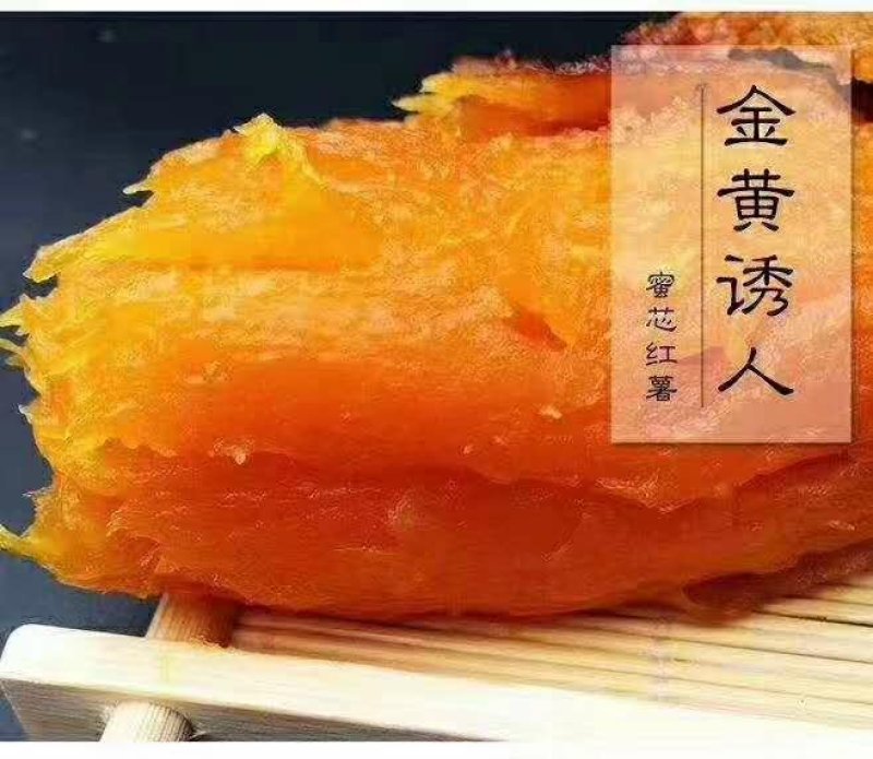烟暑25产地烟台海阳3000亩基地批发
