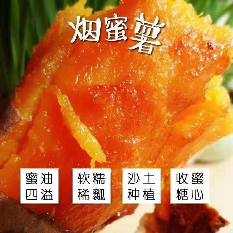 烟暑25产地烟台海阳3000亩基地批发