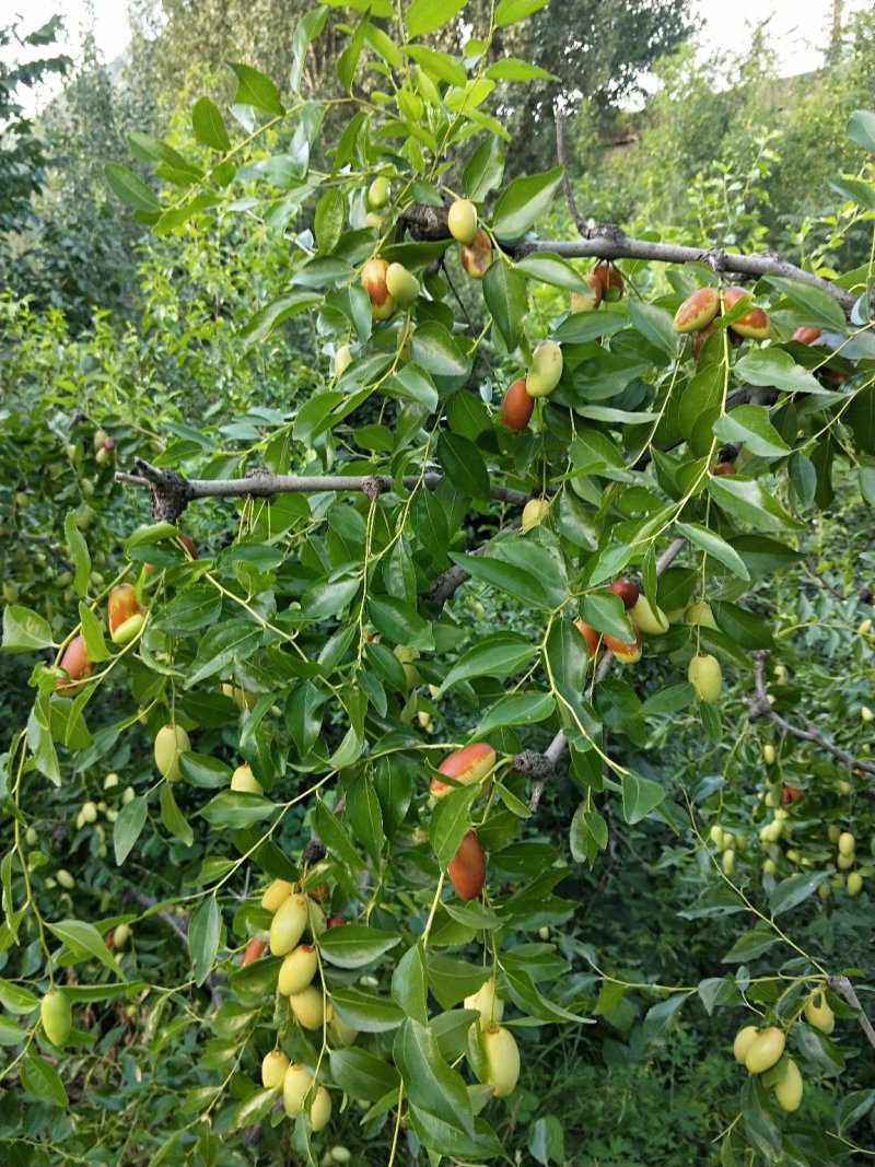 马牙枣