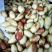 马牙枣