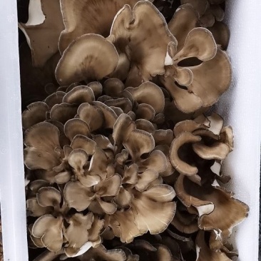 迁西特产栗磨（灰树花）