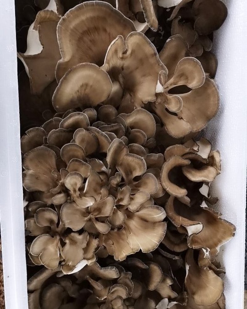 迁西特产栗磨（灰树花）
