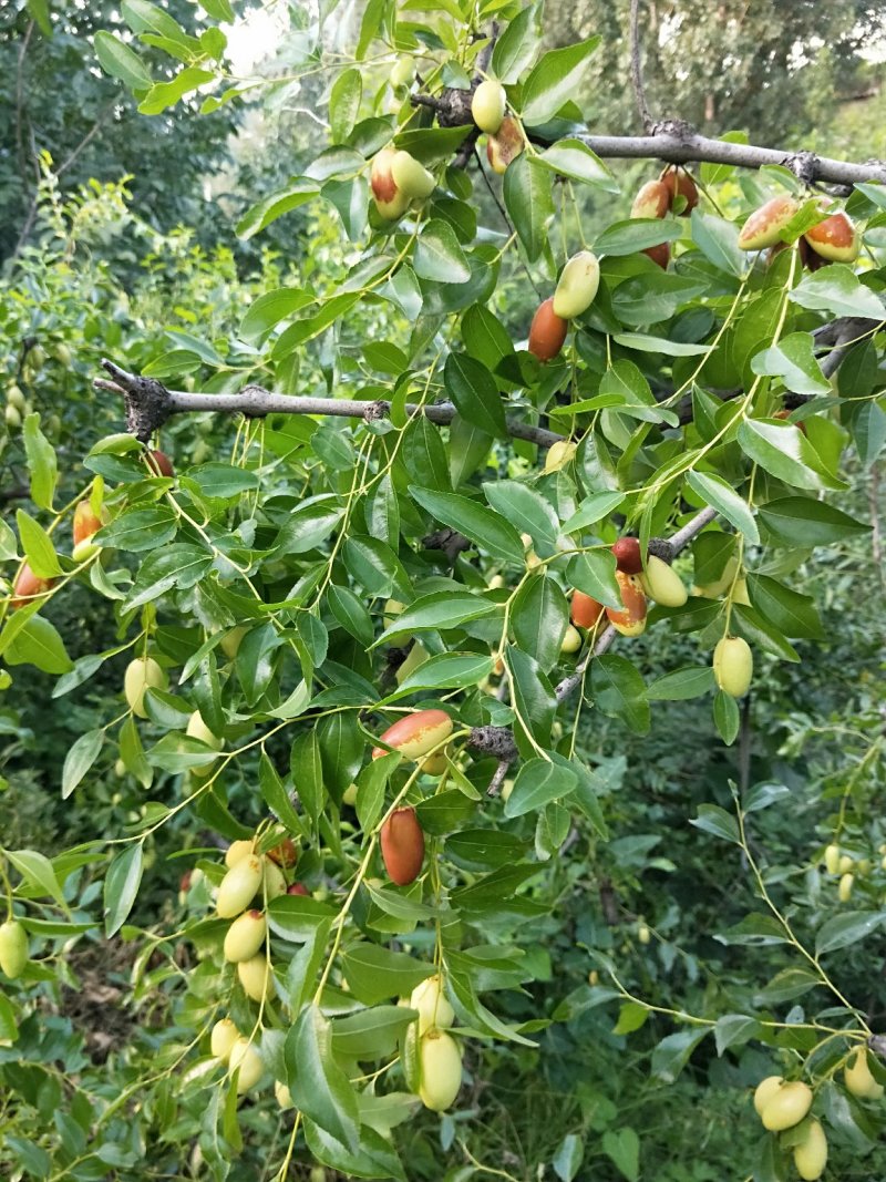 马牙枣