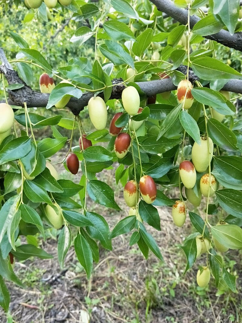 马牙枣