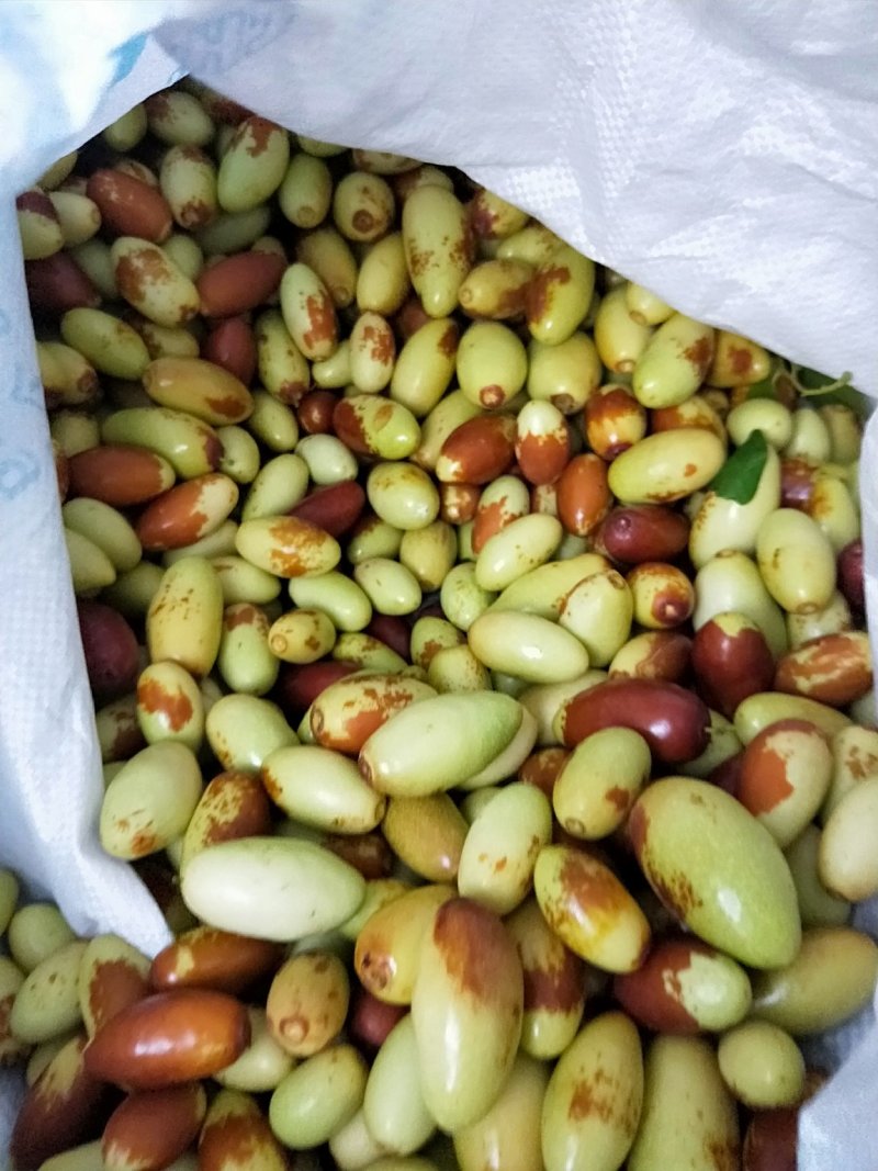 马牙枣
