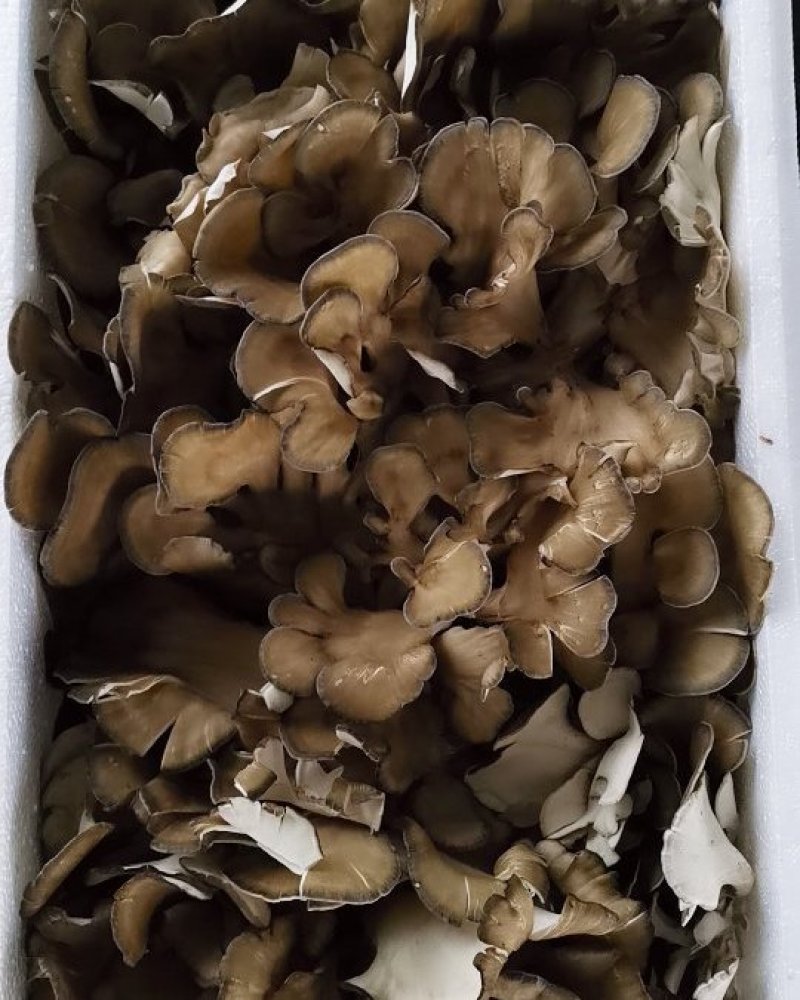 迁西特产栗磨（灰树花）