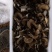 迁西特产栗磨（灰树花）
