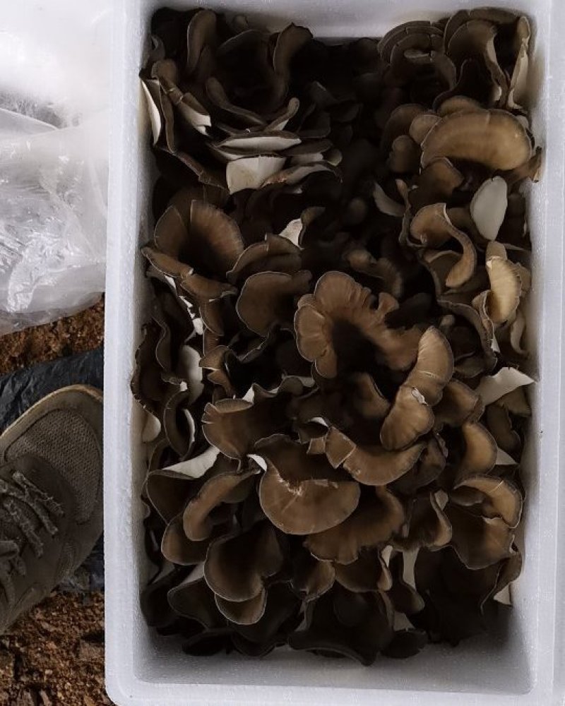 迁西特产栗磨（灰树花）