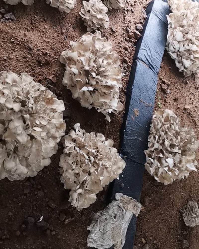 迁西特产栗磨（灰树花）