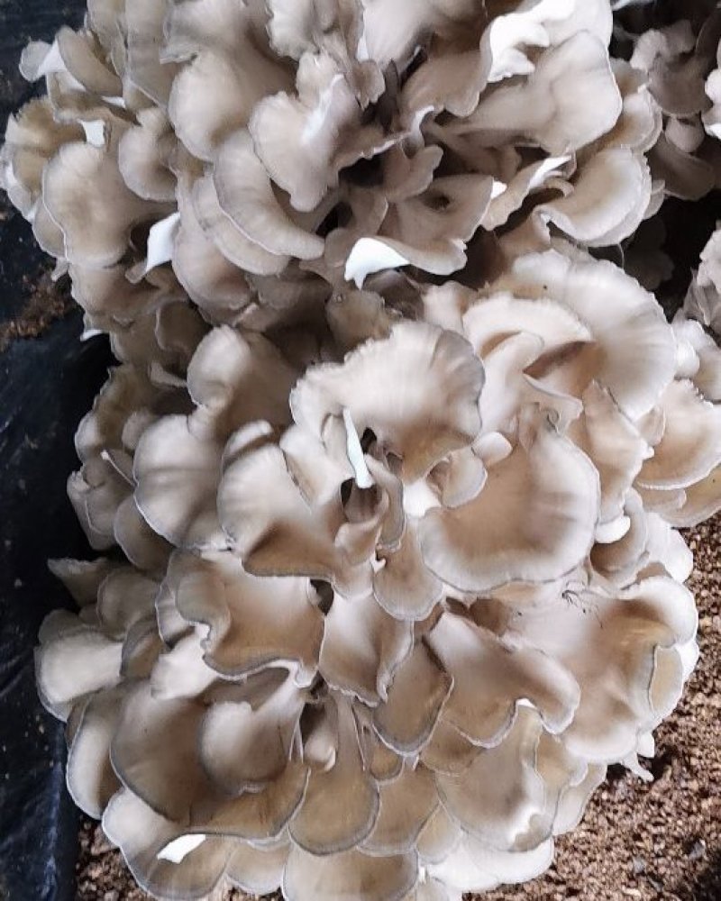 迁西特产栗磨（灰树花）