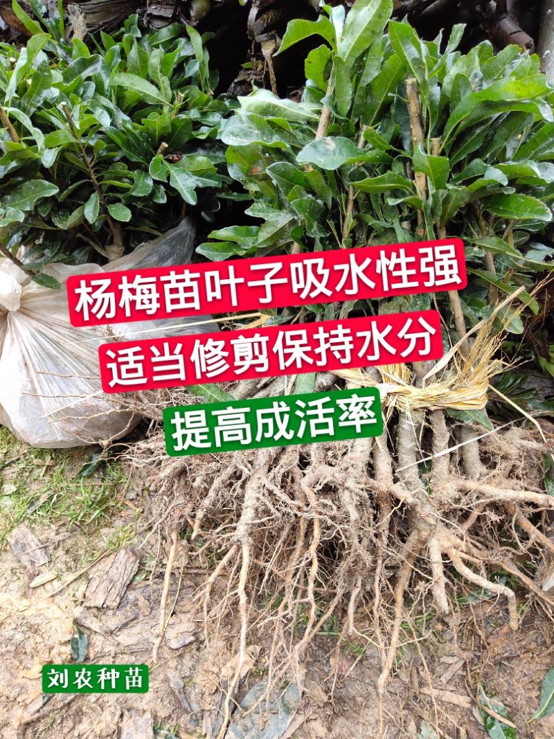 大黑炭杨梅苗(荸荠)(乌梅苗)杨梅嫁接苗南方杨梅苗
